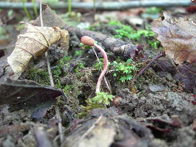 Funghi cittadini